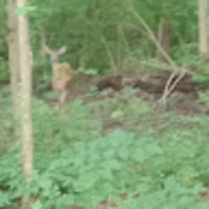 Meet your Posher, Jojo